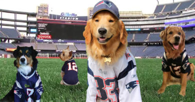 Patriots Underdog