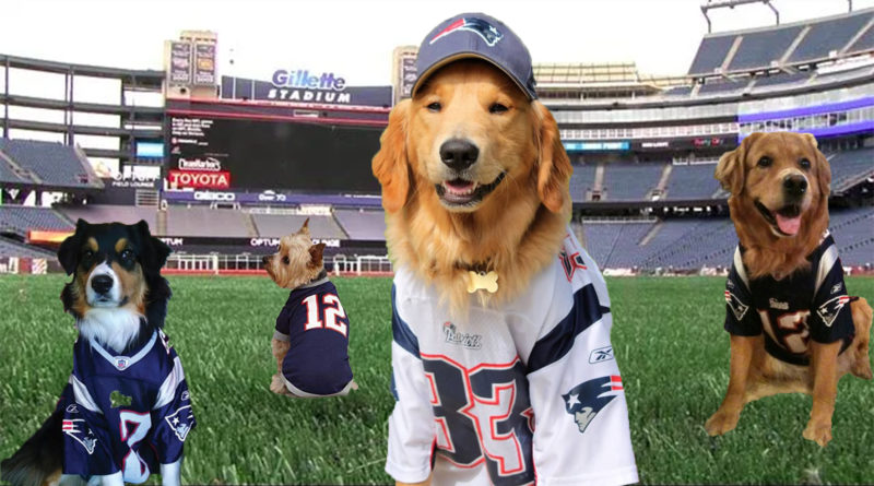 Patriots Underdog